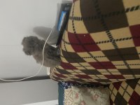 Tek scottish fold yavrumuz