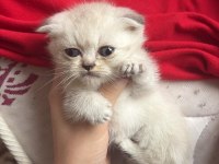 Sevimli sevimli scottish fold bebek yeni sahibini bekliyor
