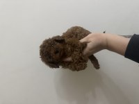 Dişi Kore Toy Poodle