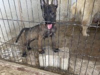A Kalite Malinois Yavrularımız