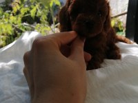 Kore Poodle