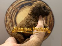 TOY POODLE YAVRUMUZ