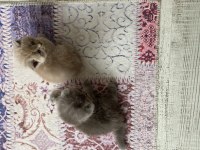 1 aylık 6 adet safkan british shorthair kediler