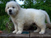Golden Retriever Yavrular Canlı Görerek Alabilirsiniz