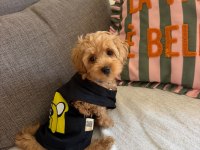 Maltipoo Yavrusu