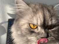 2 yaşında chinchilla dişi