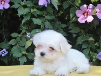 Anne Altından Maltese Terrier Dişi Ve Erkek