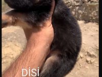 Orjinal alman çoban köpeği (alman kurdu) yavrusu