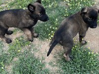 Maskeli malinois yavrular