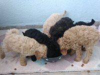 Evde bakılabilecek tek ırk toy poodledir