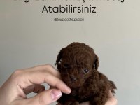 EN KALİTELİ POODLE YAVRULAR