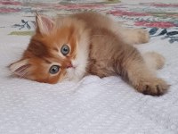 British Longhair