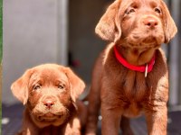 Birinci Sınıf Safkan Labrador Retriever Yavrular