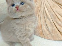 LOKUMULİNKO KEDİMİZ