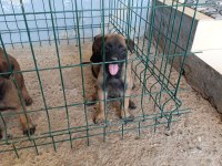 Belçika malinois dişi ve erkek mevcut