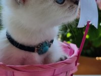 19 mayıs doğumlu british shorthair bebekler