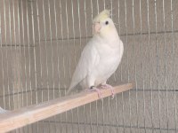 Mutasyon sultan papağanı