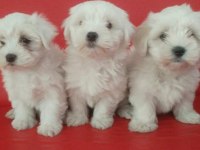 Maltese Terrier Yavrularımız