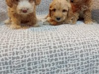 MALTİPOO YAVRULARIMIZ