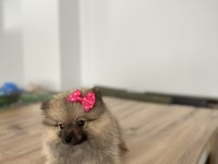 Sevimli Surat Pomeranian Boo