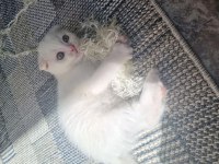 2 aylık dişi scottish fold