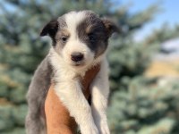 Petmode köpek çiftliğinden border collie yavrular
