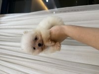 Pomeranian Teddy Bear Boo