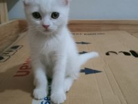 Top kafa ayı surat scottish fold yavrularımız