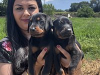 Şecereli king doberman yavrularım