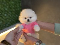 Ziyarete Açık Pomeranian Yavrularımız