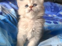SAFKAN BRİTİSH DİŞİ ERKEK BEBEKLER