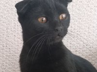Dişi 5 aylık scottish fold