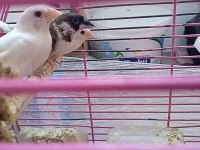 Yavru Makineleri Bengal İspinoz Finch