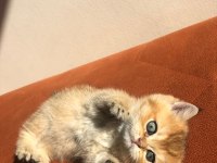 A kalite golden British Shorthair bebekler