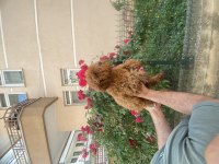 Kaliteli kore kan poodle