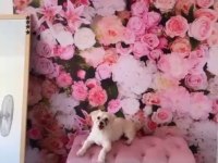 Maltese terrier 0 numara