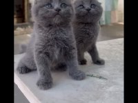 Scottish fold yavrular