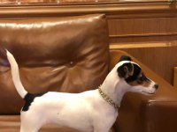 Safkan Jack Russell 1 Yaşında