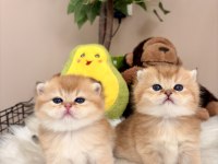 Golden British Shorthair