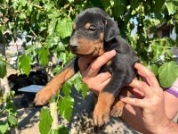 Safkan doberman yavruları