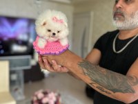 MİKRO BOY DİŞİ POMERANİAN