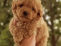 Sizi bekleyen toy poodle afacanlar