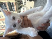 British Shorthair Yavru Kedimiz