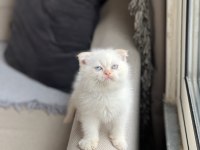 Safkan  Oyuncu Scottish Fold Bebeğim