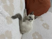 4 AYLIK DİŞİ BRİTİSH SHORTHAİR