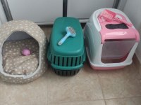 4 aylık british shorthair