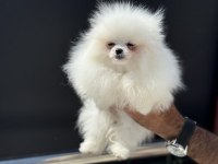 Tea cup teddy bear face pomeranian yavrularımız
