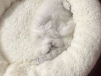 1,5 Aylık Oyuncu Dişi British Longhair Silver Point Yavru