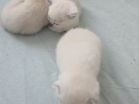 A KALİTE YAVRU KEDİLER