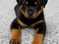 Evinizin neşesi rottweiler yavrular kapıda ödeme
